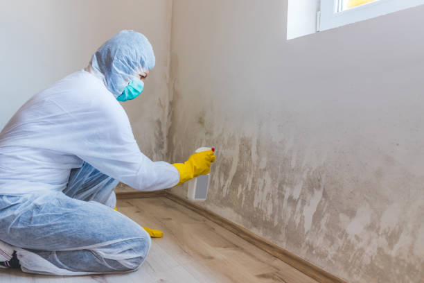 Licensed Attic Mold Removal service in Columbia, KY - WQB Mold Removal