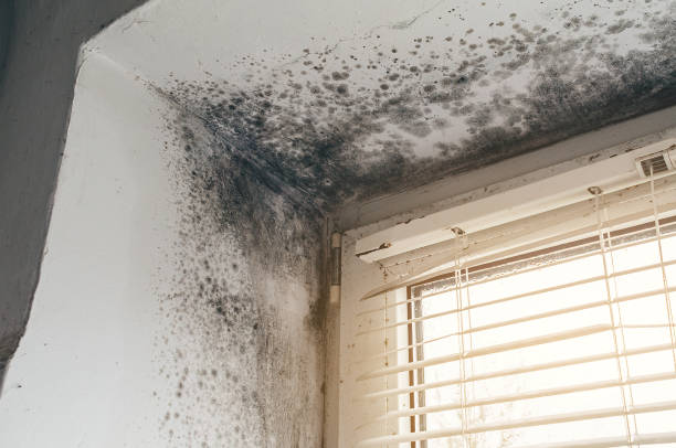Affordable Attic Mold Removal solutions in Columbia, KY