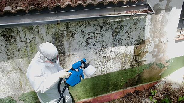 Top rated local Attic Mold Removal specialists in Columbia, KY